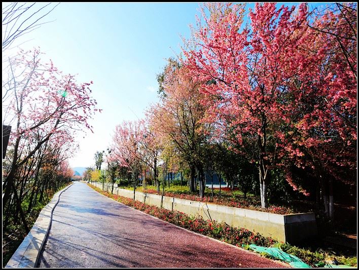 普者黑喀斯特国家湿地公园樱花姹紫嫣红