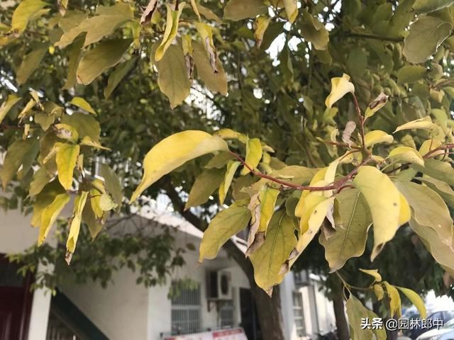 为什么北方种植香樟树容易发生冻害？冻害后又该如何进行复壮？