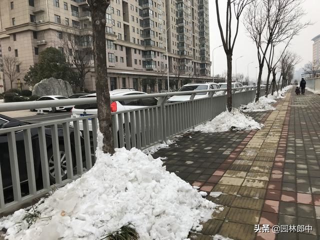 1月份，园林养护掌握这2点，全年能省不少心