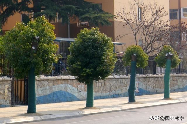 为什么北方种植香樟树容易发生冻害？冻害后又该如何进行复壮？