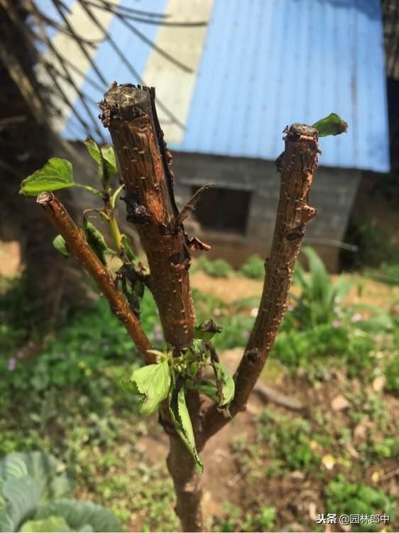 新移栽树木明明发芽了，为何又枯死？
