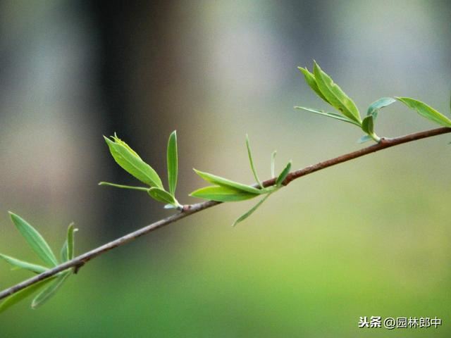 俗话说“苗木不冬灌，受冻又受旱”，苗木冬灌时都有哪些注意事项