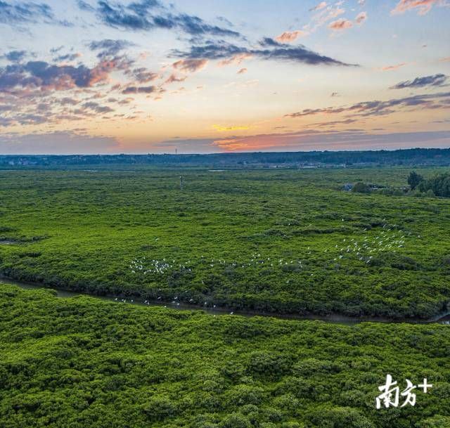 守护红树林：全球递减，湛江红树林面积为何逐年递增