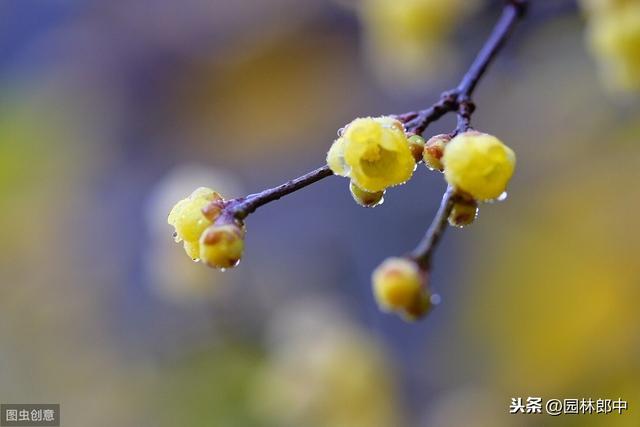 蜡梅与梅花并不是一种植物，这一点，你错了多少年？