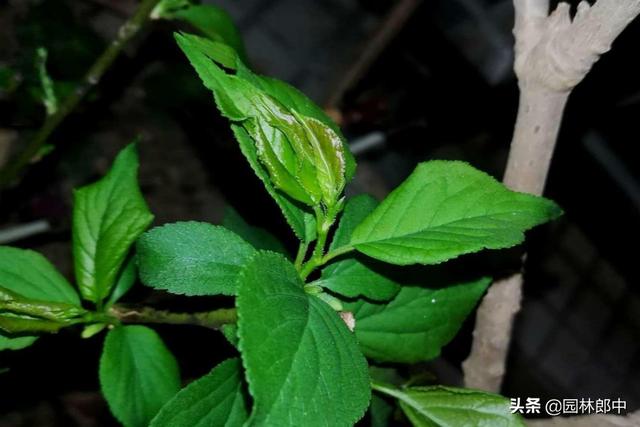 蜡梅与梅花并不是一种植物，这一点，你错了多少年？