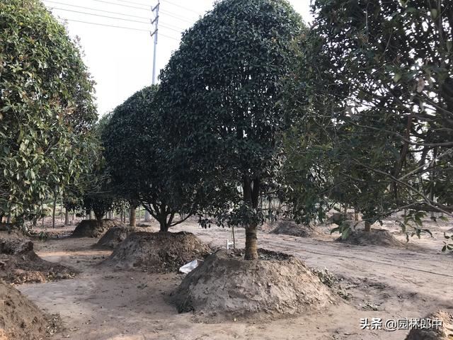 1月份，园林养护掌握这2点，全年能省不少心
