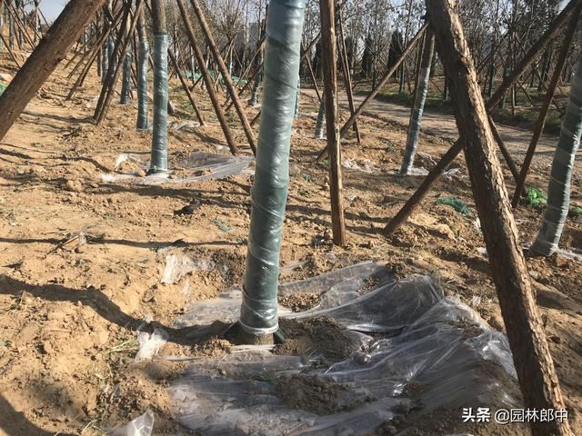 1月份，园林养护掌握这2点，全年能省不少心