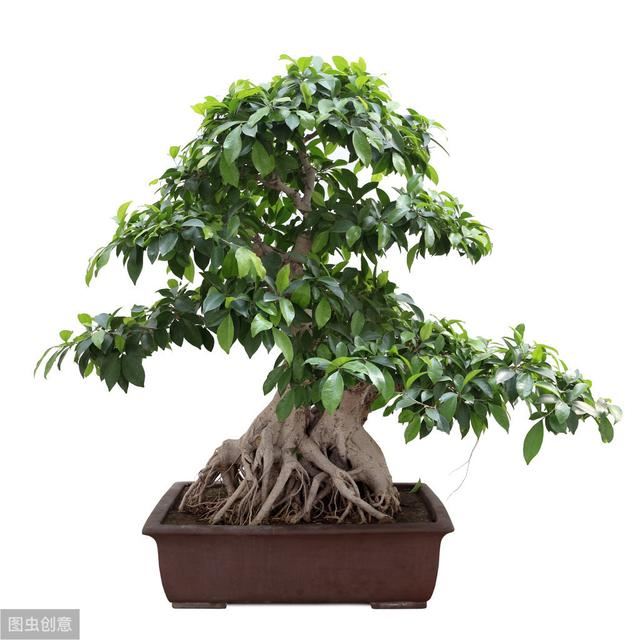 庭院设计中常用的造型树与寓意