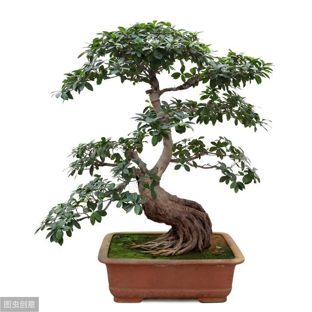 庭院设计中常用的造型树与寓意