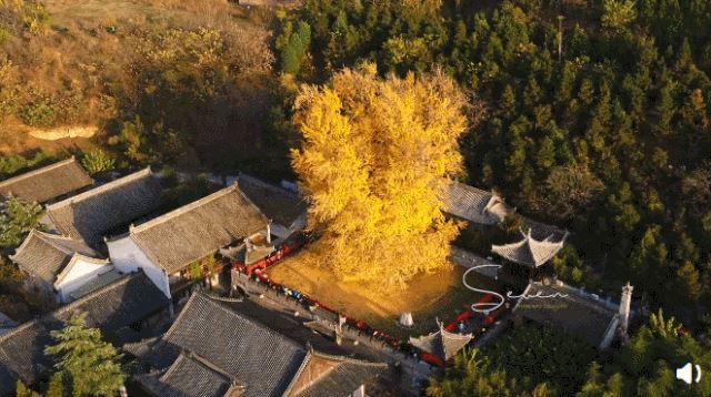 惊艳世界的西安千年银杏树，中外网友称赞其“美到震撼心灵”