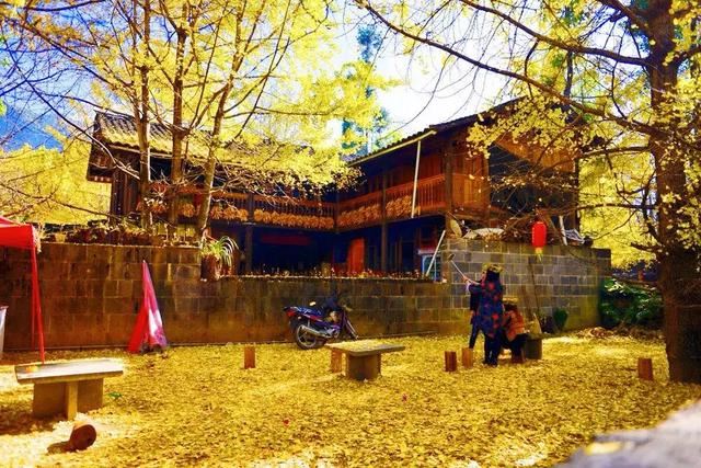 惊艳世界的西安千年银杏树，中外网友称赞其“美到震撼心灵”