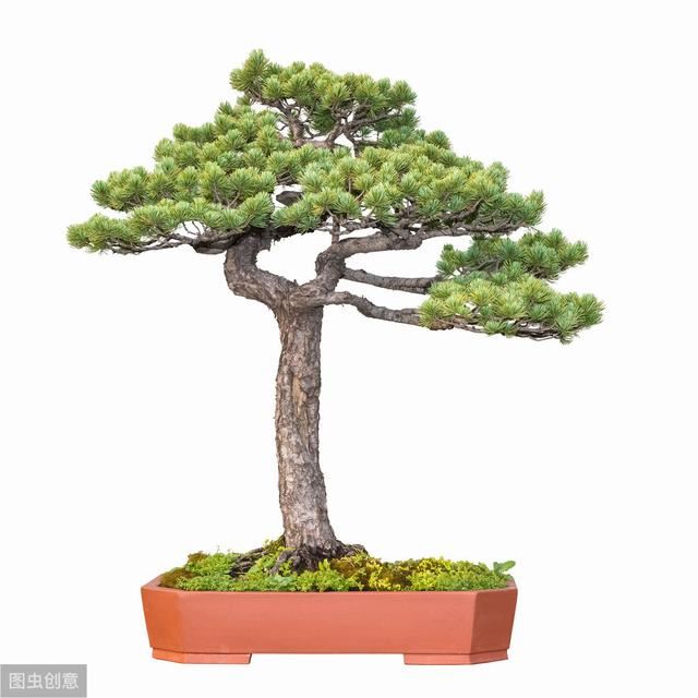 庭院设计中常用的造型树与寓意