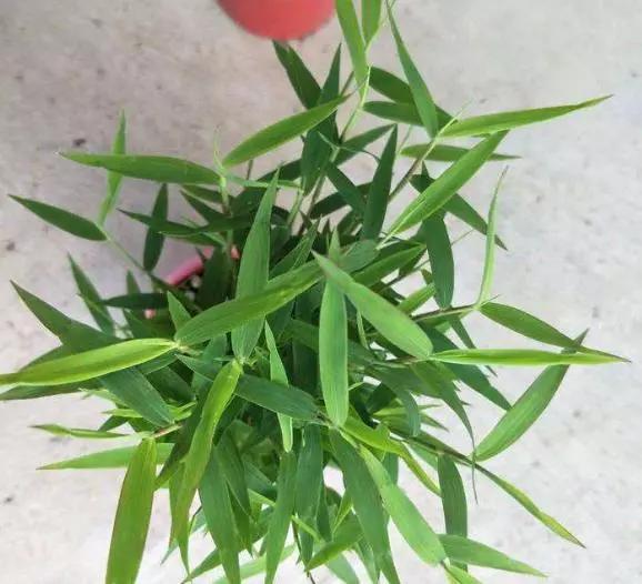 雅致姬翠竹做景观盆栽
