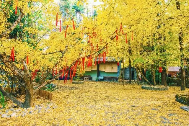 惊艳世界的西安千年银杏树，中外网友称赞其“美到震撼心灵”