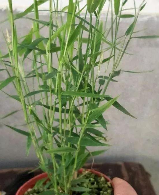 雅致姬翠竹做景观盆栽