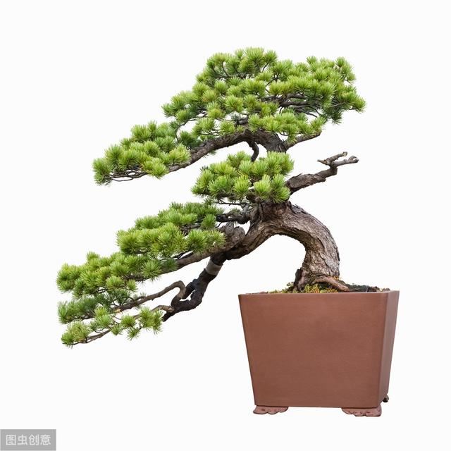庭院设计中常用的造型树与寓意