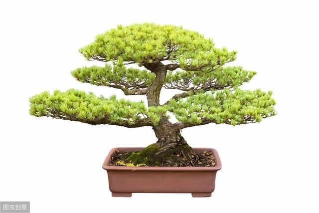 庭院设计中常用的造型树与寓意