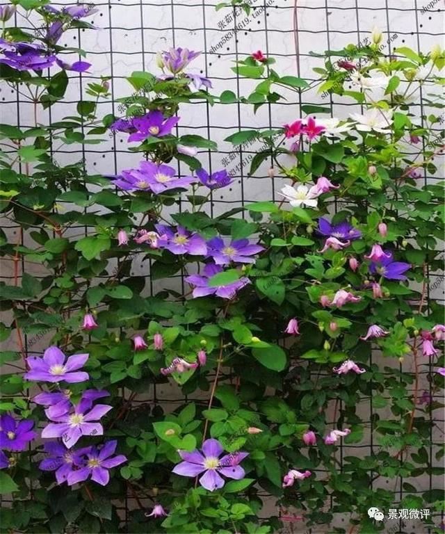 图文解析 | 景观植物设计方法