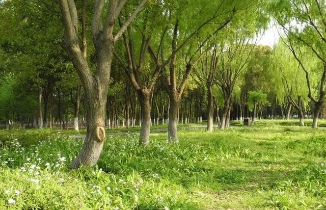 图文解析 | 景观植物设计方法