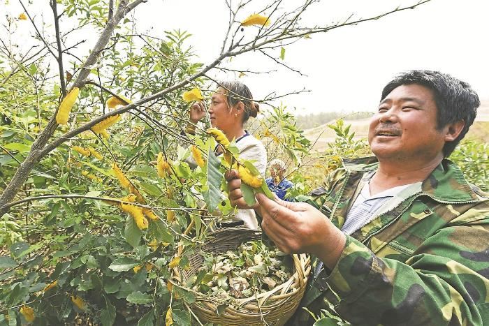 安徽滁州：“三树一苗”，绿了荒山富了民