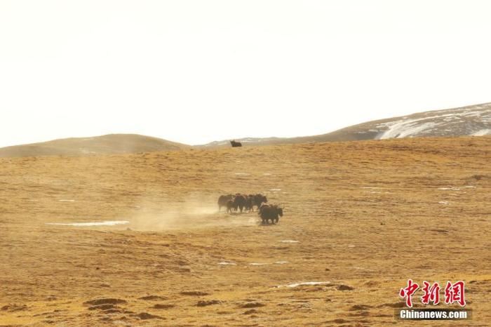 实拍冬季昆仑山腹地：野生动物成群结队