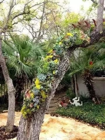 美景可以治愈人的，多肉不出家门就随时被治愈，有钱没钱养一些