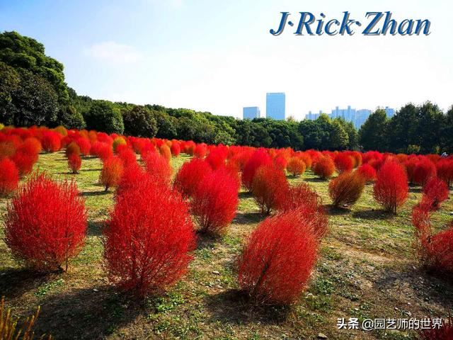 新晋网红草——浅谈红地肤种植应用经验