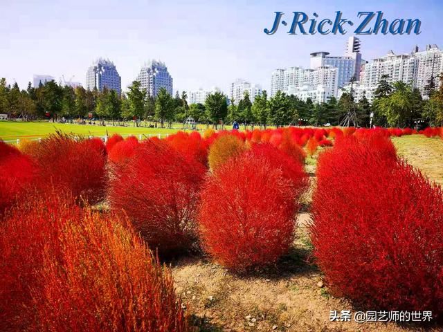 新晋网红草——浅谈红地肤种植应用经验