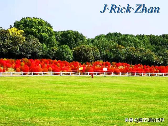 新晋网红草——浅谈红地肤种植应用经验