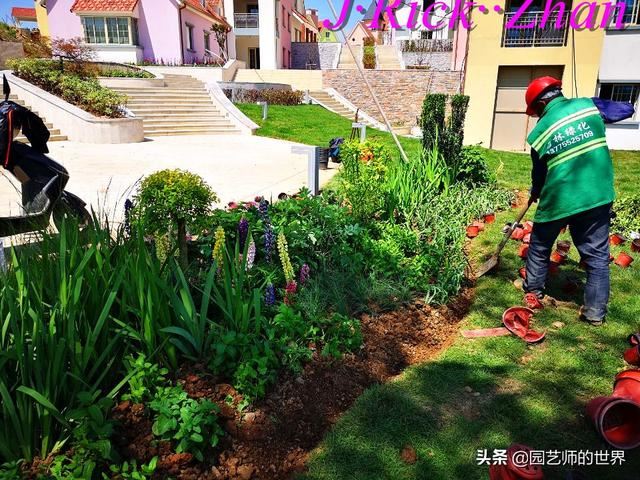 园艺技术分享系列——如何种植、养护好鸢尾
