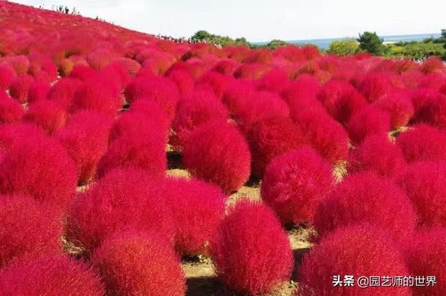 新晋网红草——浅谈红地肤种植应用经验