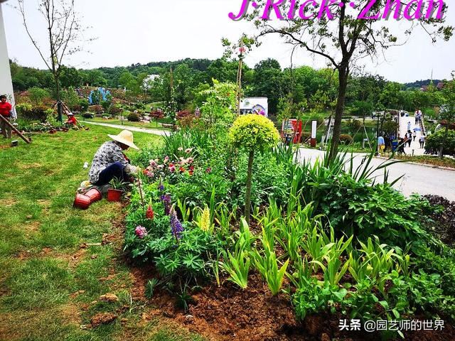 园艺技术分享系列——如何种植、养护好鸢尾