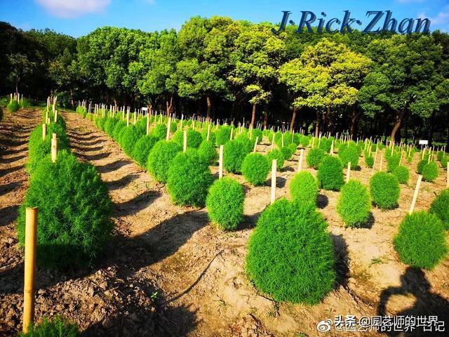 新晋网红草——浅谈红地肤种植应用经验