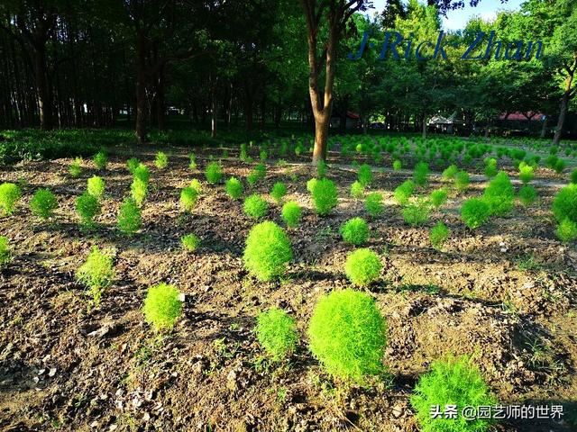 新晋网红草——浅谈红地肤种植应用经验