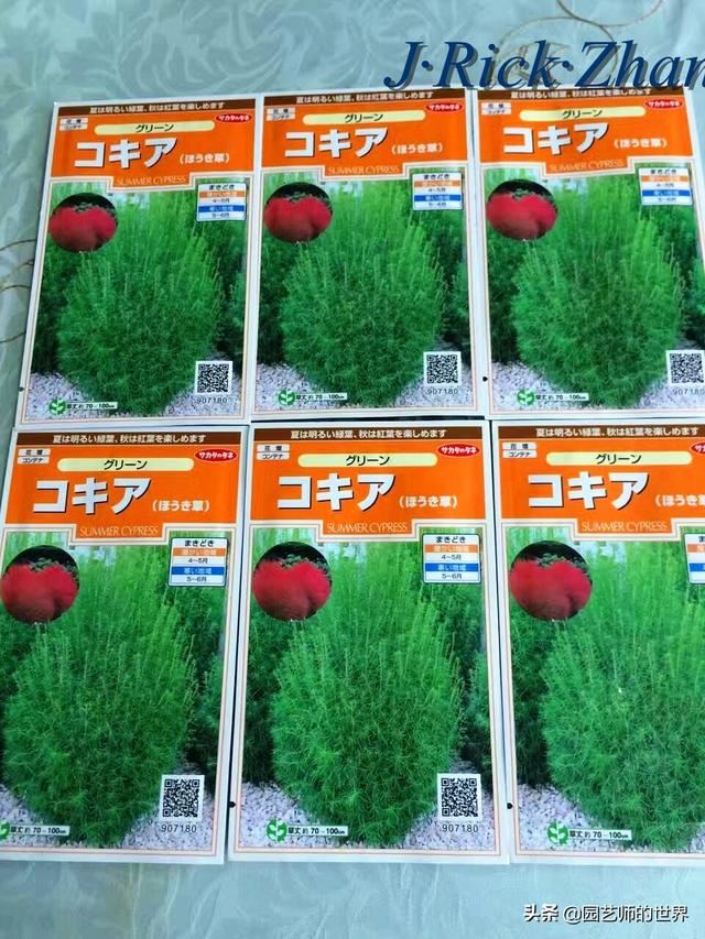 新晋网红草——浅谈红地肤种植应用经验