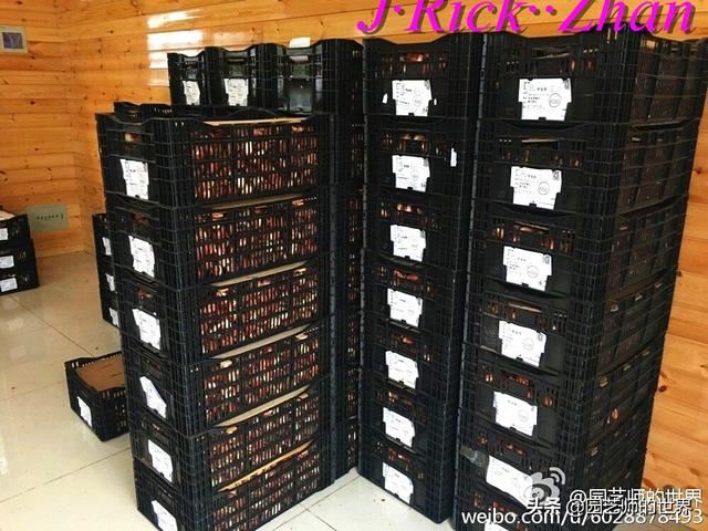 园艺技术分享系列——如何种植、养护好鸢尾