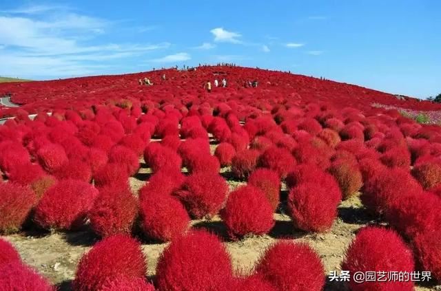新晋网红草——浅谈红地肤种植应用经验