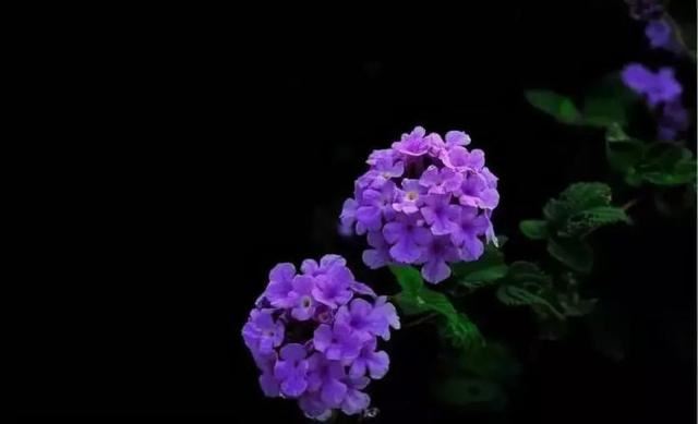 植物认知 | 34种 · 蓝紫色系植物