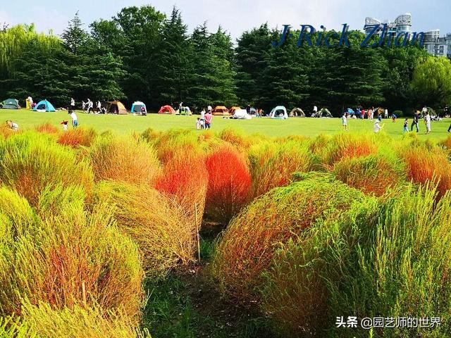 新晋网红草——浅谈红地肤种植应用经验
