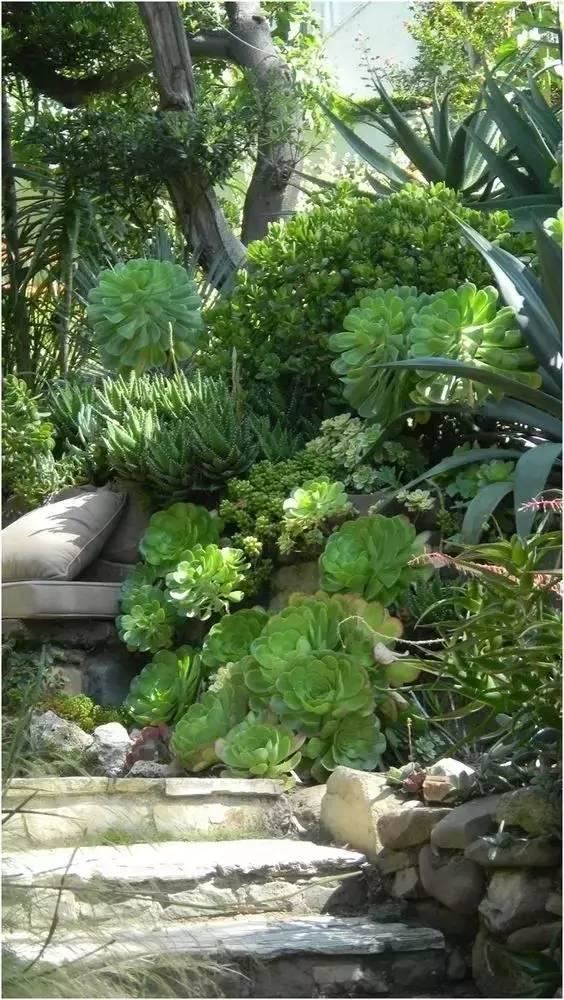 美景可以治愈人的，多肉不出家门就随时被治愈，有钱没钱养一些