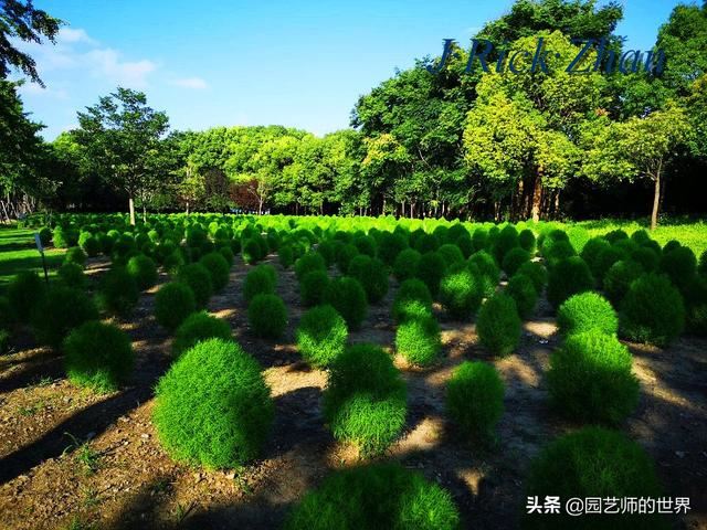 新晋网红草——浅谈红地肤种植应用经验