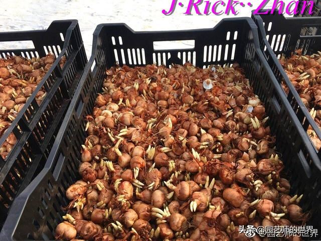 园艺技术分享系列——如何种植、养护好鸢尾