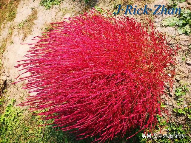 新晋网红草——浅谈红地肤种植应用经验
