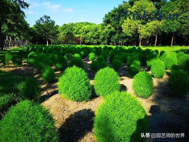 新晋网红草——浅谈红地肤种植应用经验