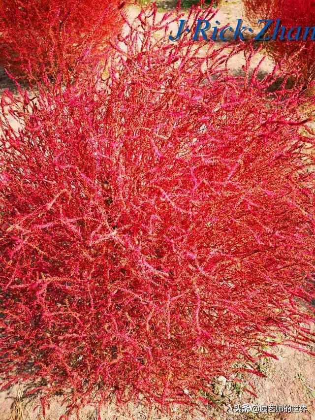 新晋网红草——浅谈红地肤种植应用经验