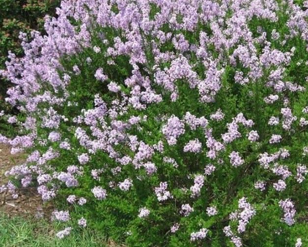 植物认知 | 34种 · 蓝紫色系植物