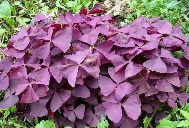 植物认知 | 34种 · 蓝紫色系植物