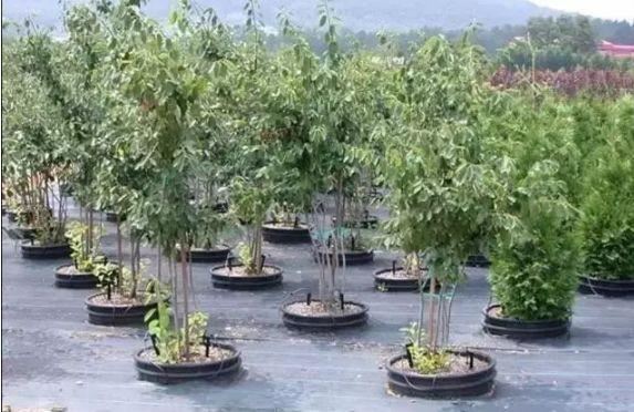 100%成活率，园林绿化施工必懂