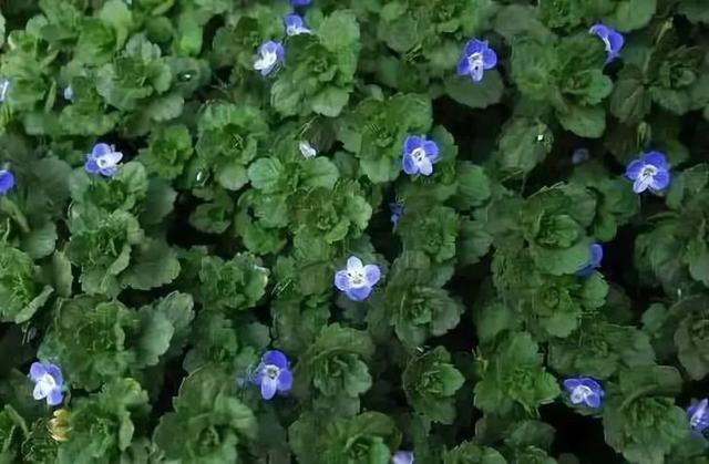 植物认知 | 34种 · 蓝紫色系植物