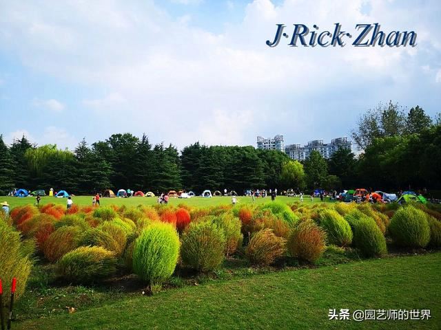 新晋网红草——浅谈红地肤种植应用经验